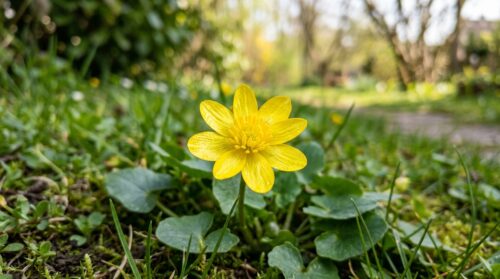 entdecken sie, wie diese gelbe gartenblume ihnen zeigt, wann der beste zeitpunkt zum mähen im frühling ist, um ihren rasen gesund und kräftig zu halten.