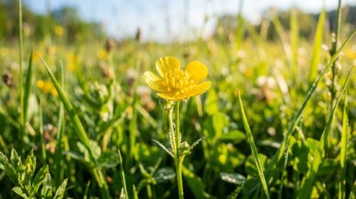 erfahren sie, wann der perfekte zeitpunkt zum rasenmähen im frühling ist, indem sie die gelbe blume als natürliche orientierung nutzen. schonen sie ihren rasen und schützen sie wertvolle insekten.