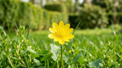 erfahren sie, wie eine gelbe blume an hecken ihnen den perfekten zeitpunkt zum rasenmähen anzeigt und so ihren rasen den ganzen frühling über gesund und schön hält.